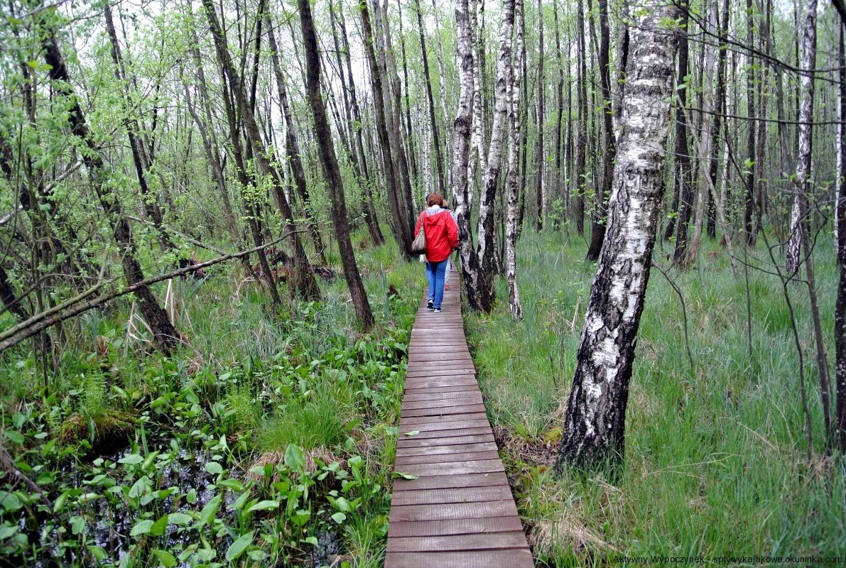 Wycieczka krajoznawcza po Polesiu - ścieżka po bagnach w Poleskim Parku Narodowym